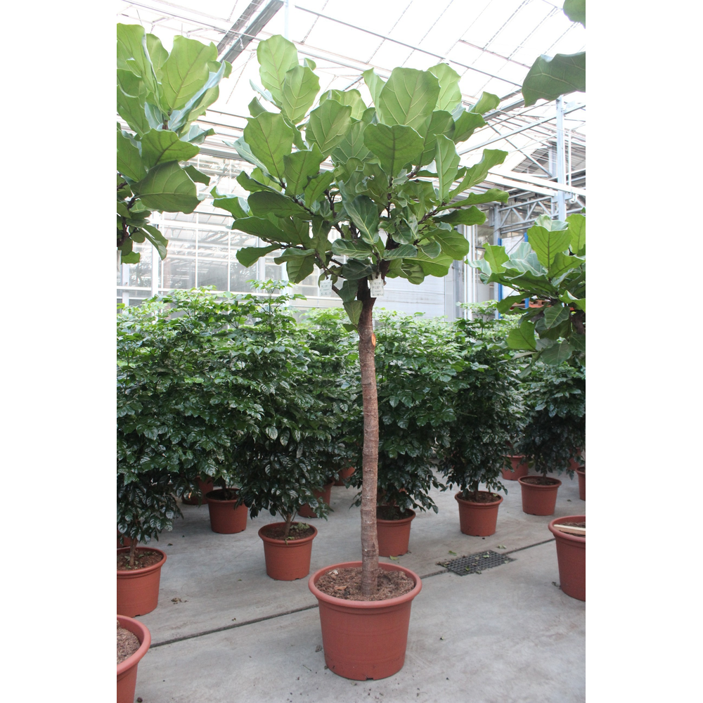 Ficus lyrata.