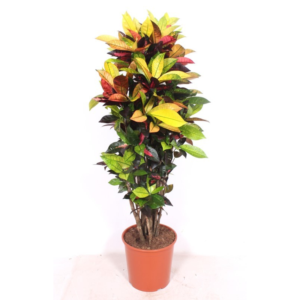 Codiaeum Iceton (Croton Iceton).