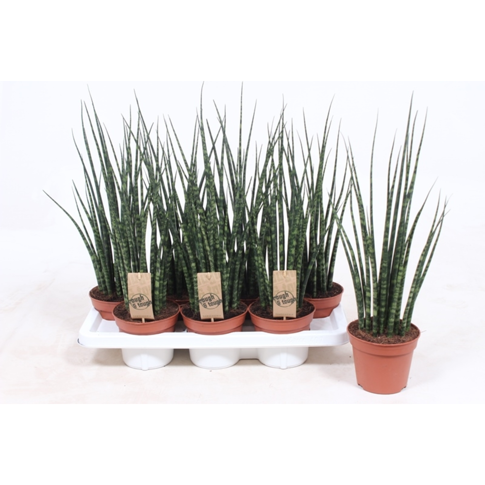 Sansevieria 'Fernwood' Mikado.