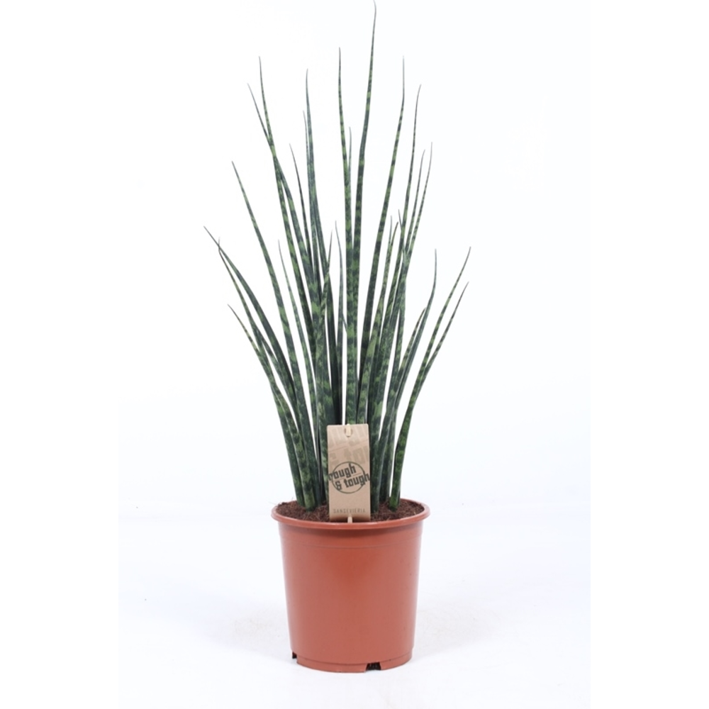 Sansevieria 'Fernwood' Mikado.