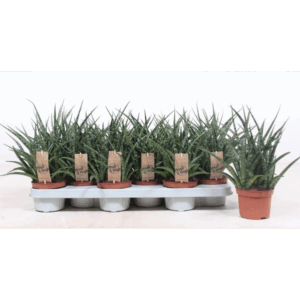 Sansevieria Fernwood Punk.