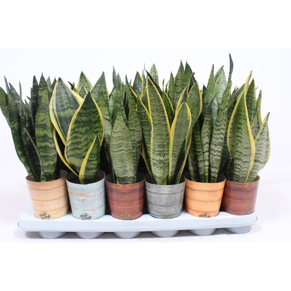 Sansevieria mix in Rough & Tough cup.