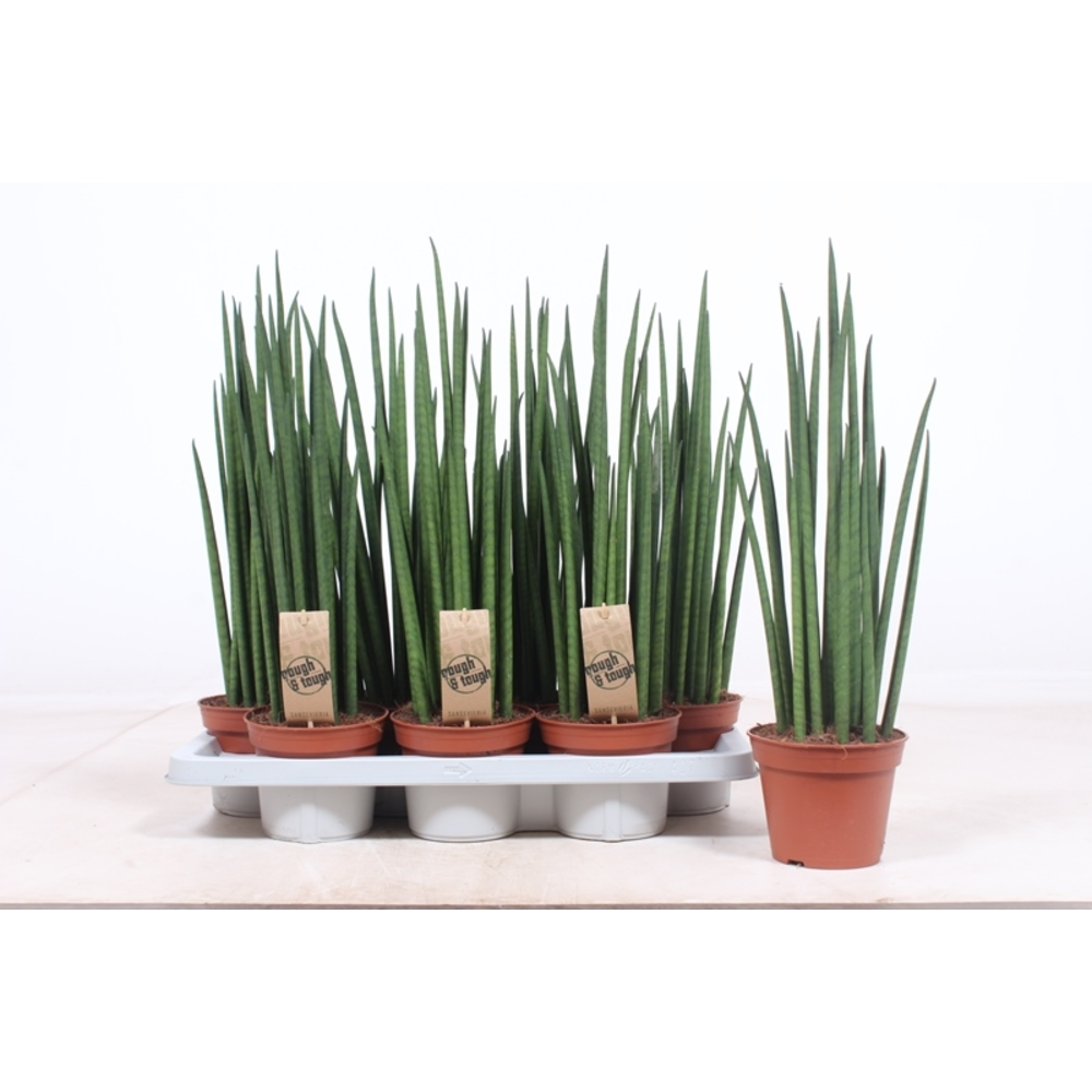 Sansevieria Mikado.