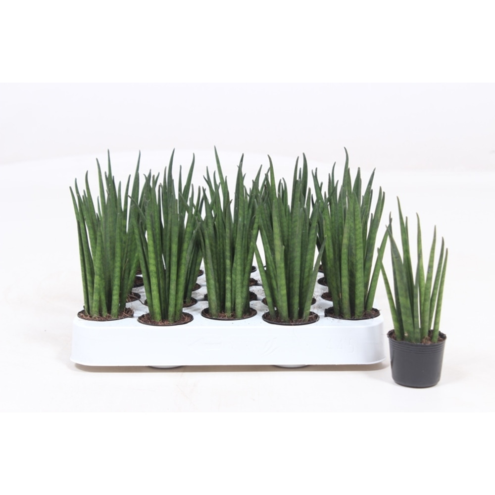 Sansevieria Mikado.