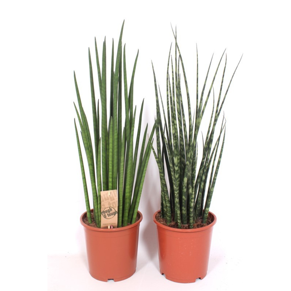 Sansevieria Luxe mix.