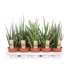 Sansevieria Luxe mix.