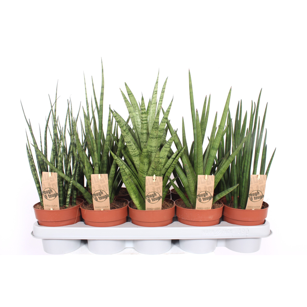 Sansevieria Luxe mix.