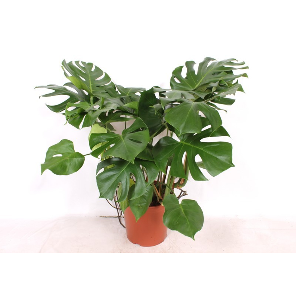 Monstera deliciosa.