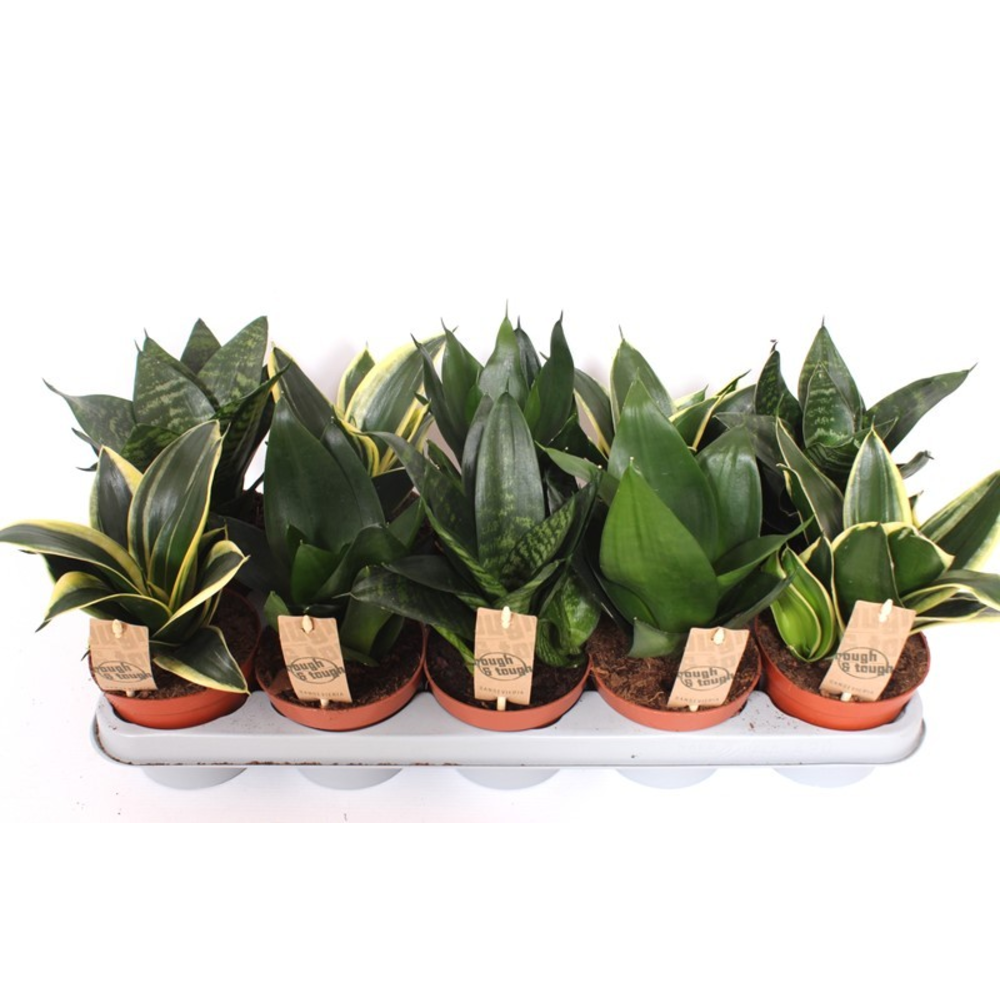 Sansevieria Hahnii mix.