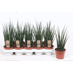 Sansevieria 'Fernwood' Mikado.