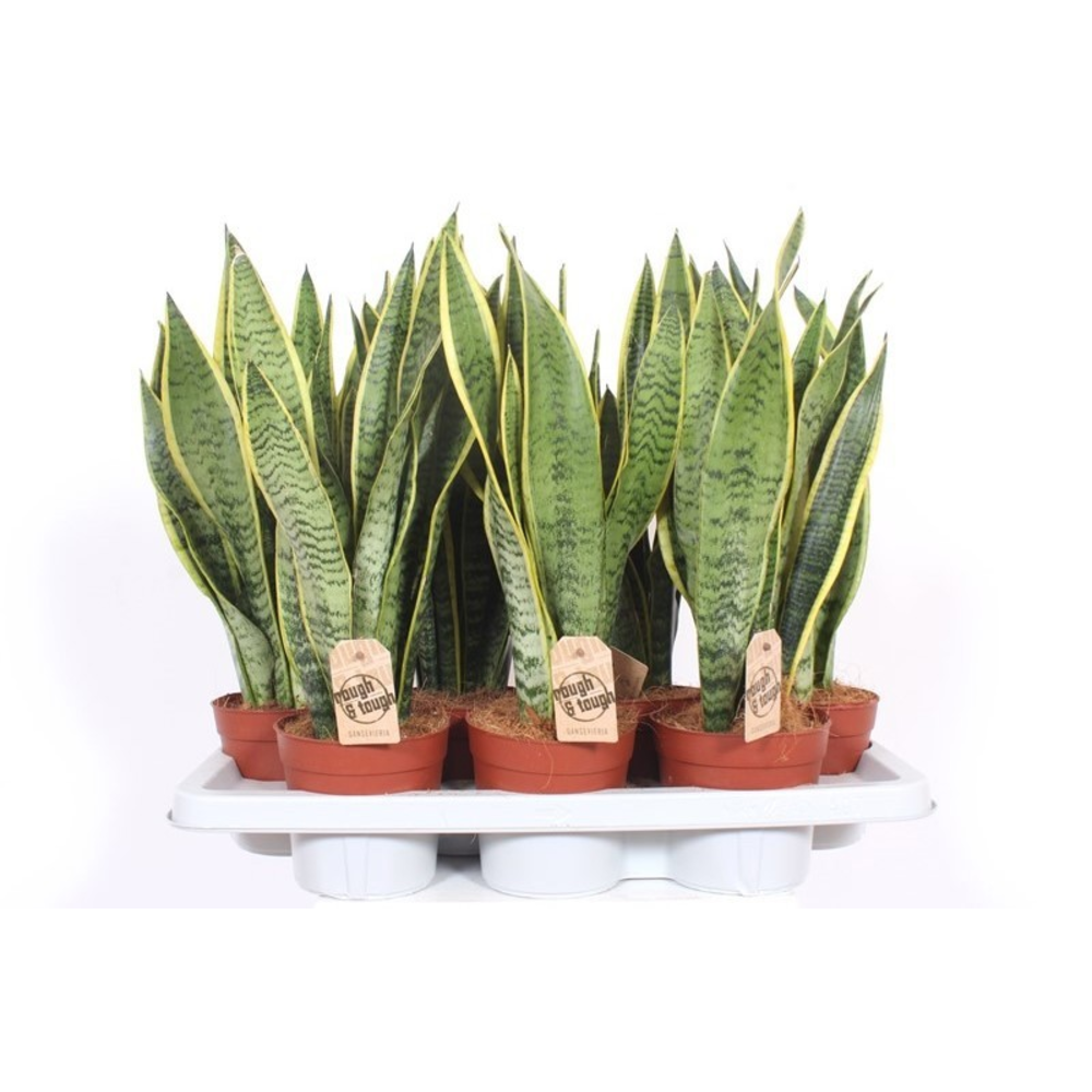 Sansevieria Laurentii.