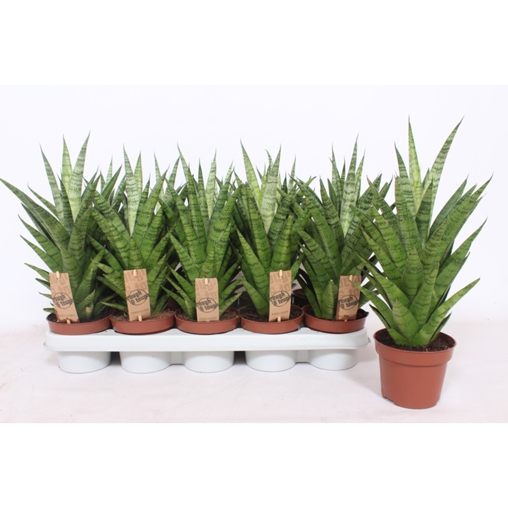 Sansevieria Tough Lady.