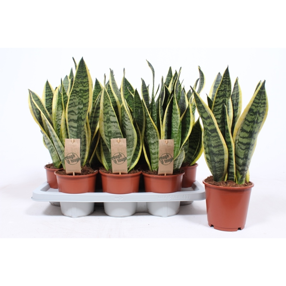 Sansevieria Superba.