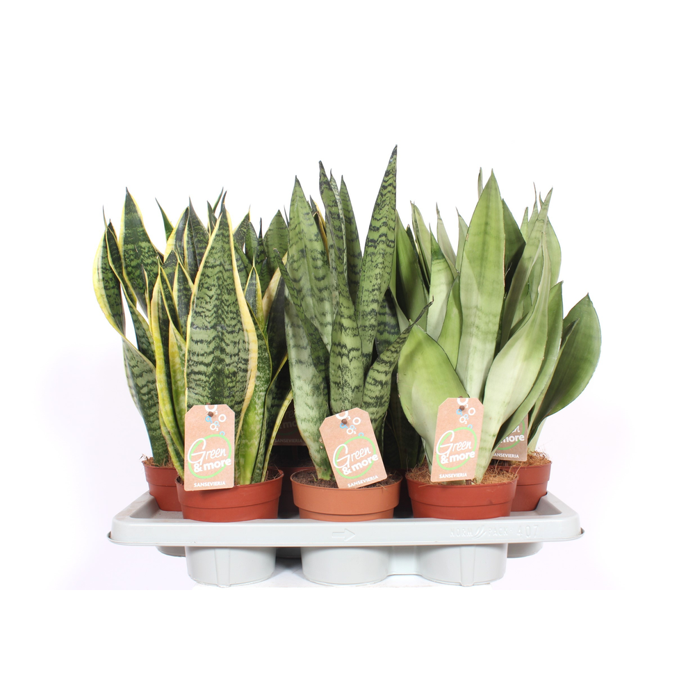 Sansevieria mix.