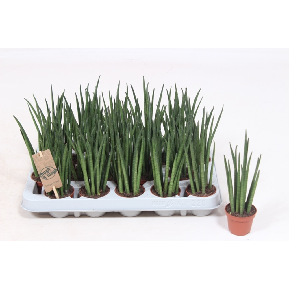 Sansevieria Mikado.