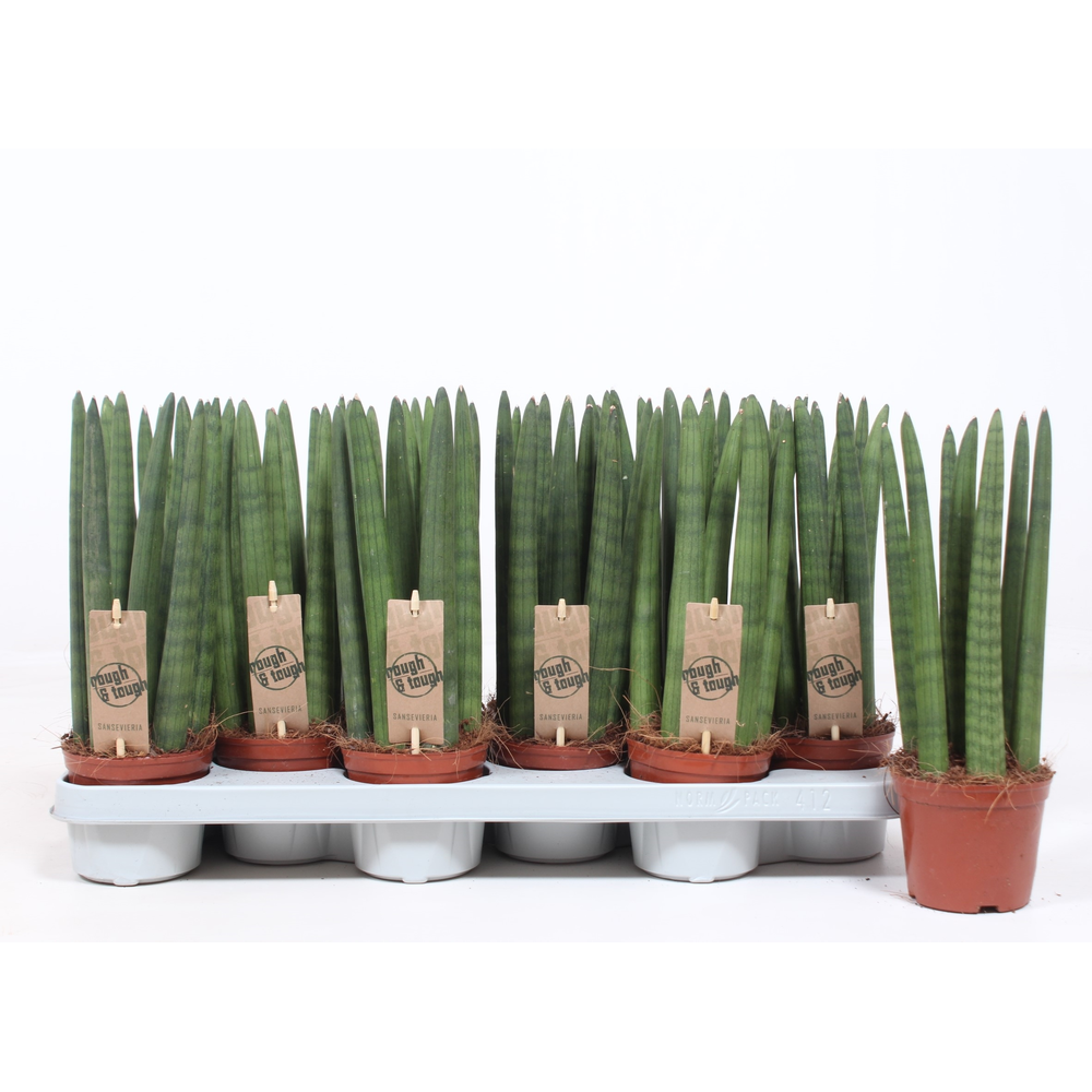Sansevieria Straight.