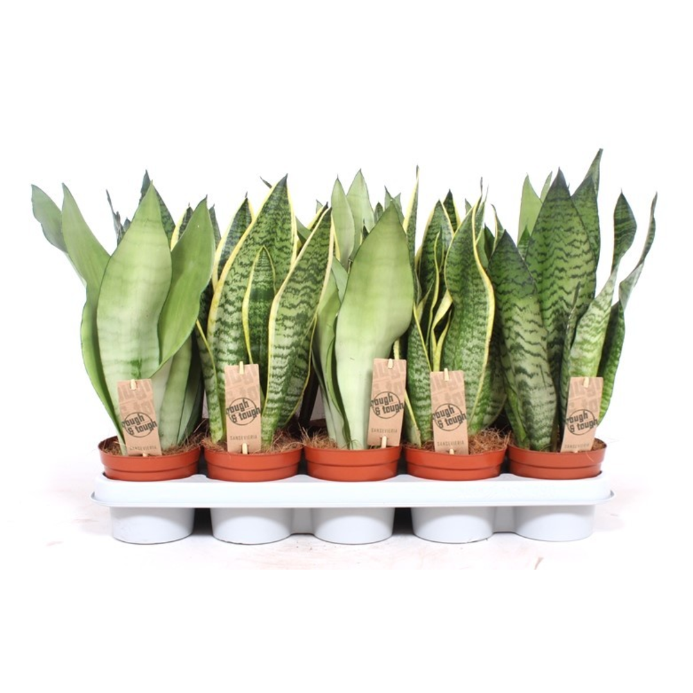 Sansevieria mix.