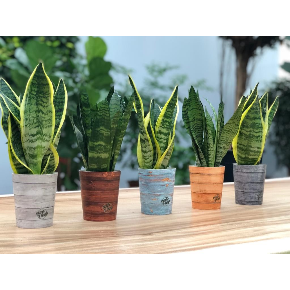 Sansevieria mix in Rough & Tough cup.