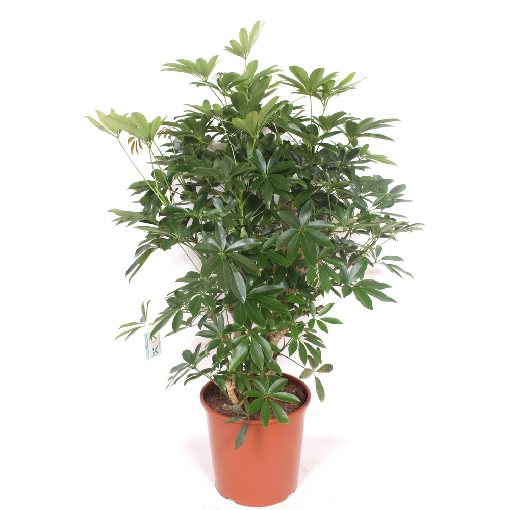 Schefflera arboricola 'Compacta'.