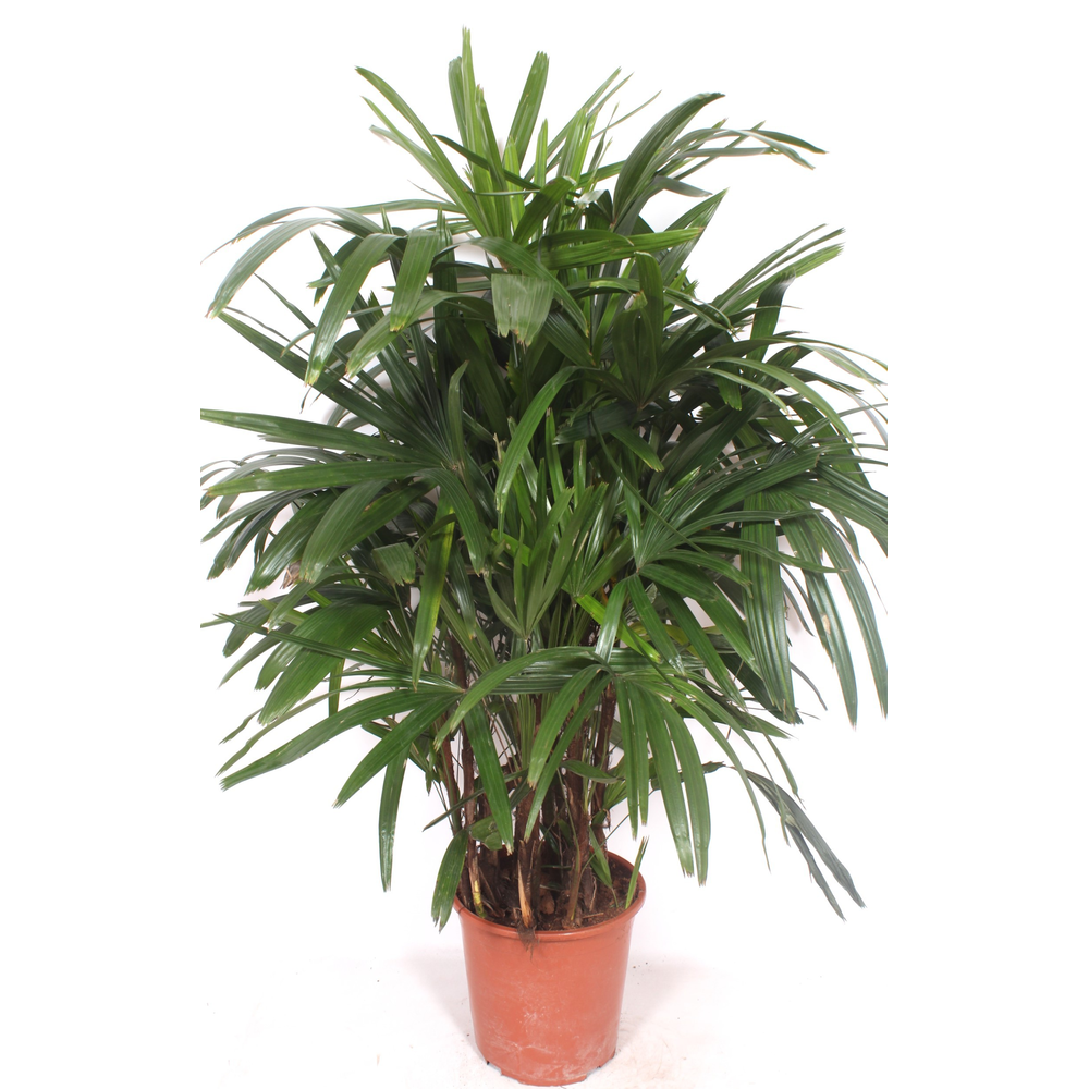 Rhapis excelsa.