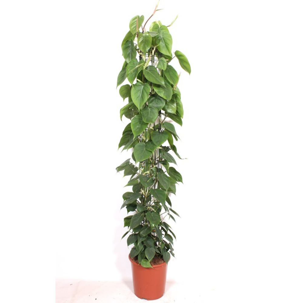 Philodendron scandens.