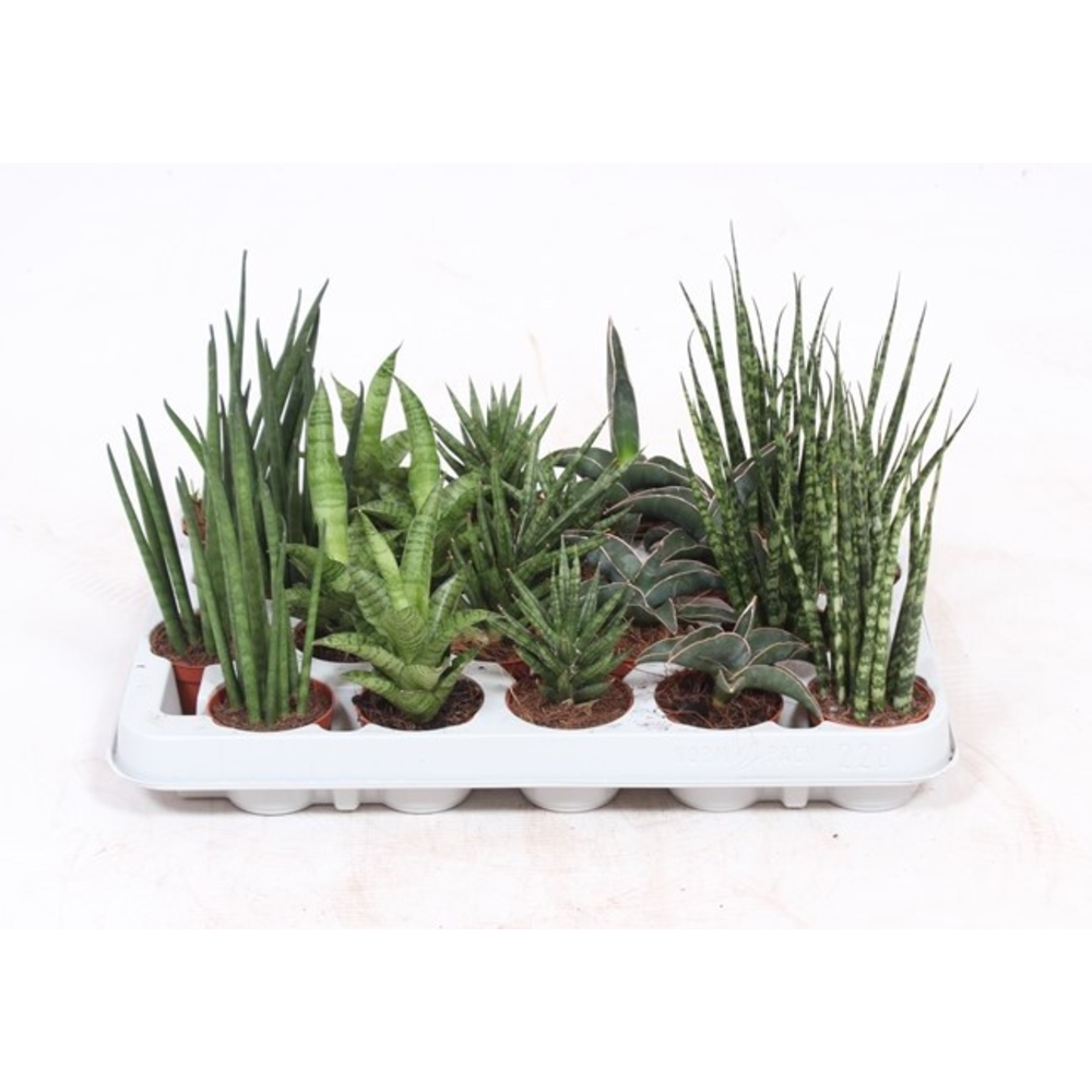 Sansevieria Luxe mix.