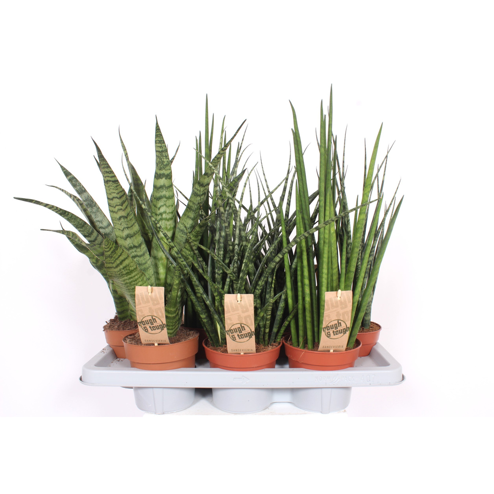 Sansevieria Luxe mix.