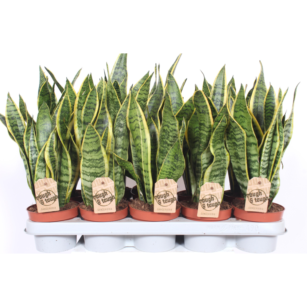 Sansevieria Laurentii.