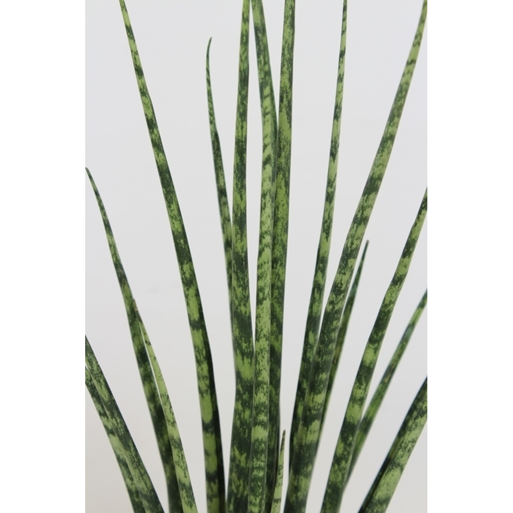 Sansevieria 'Fernwood' Mikado.