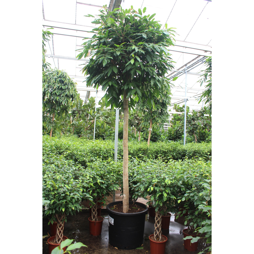 Ficus Amstel King.