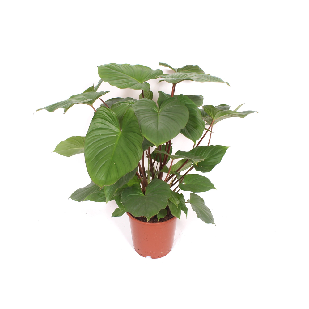 Homalomena rubescens Maggy.