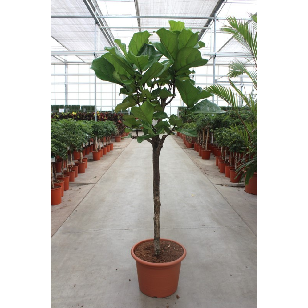 Ficus lyrata.