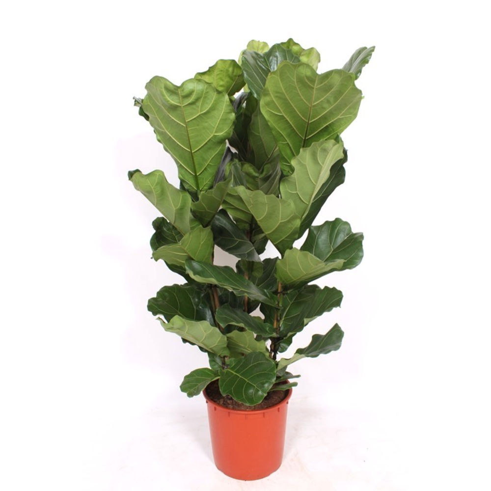 Ficus lyrata 3 per pot.
