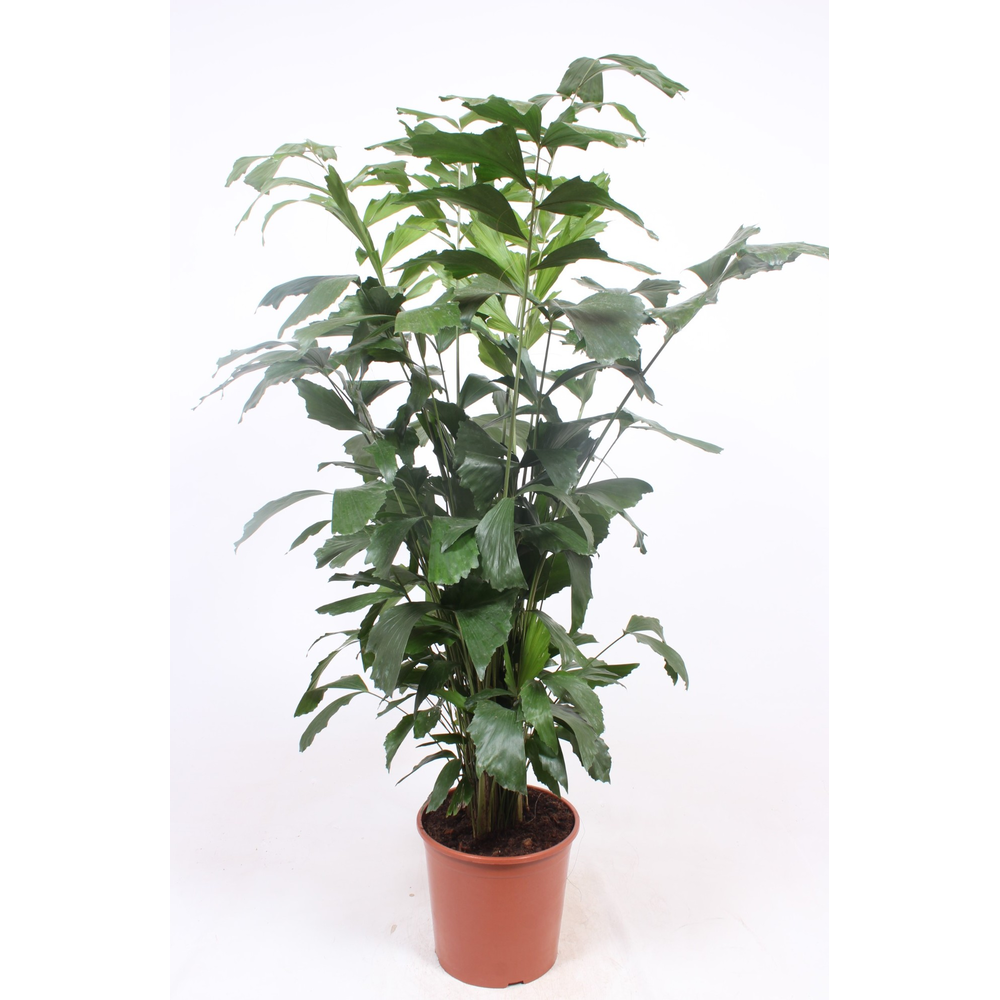 Caryota mitis.