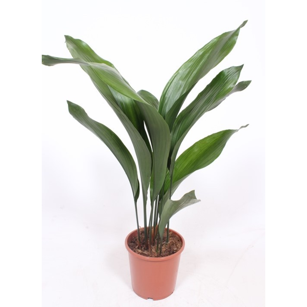 Aspidistra elatior.