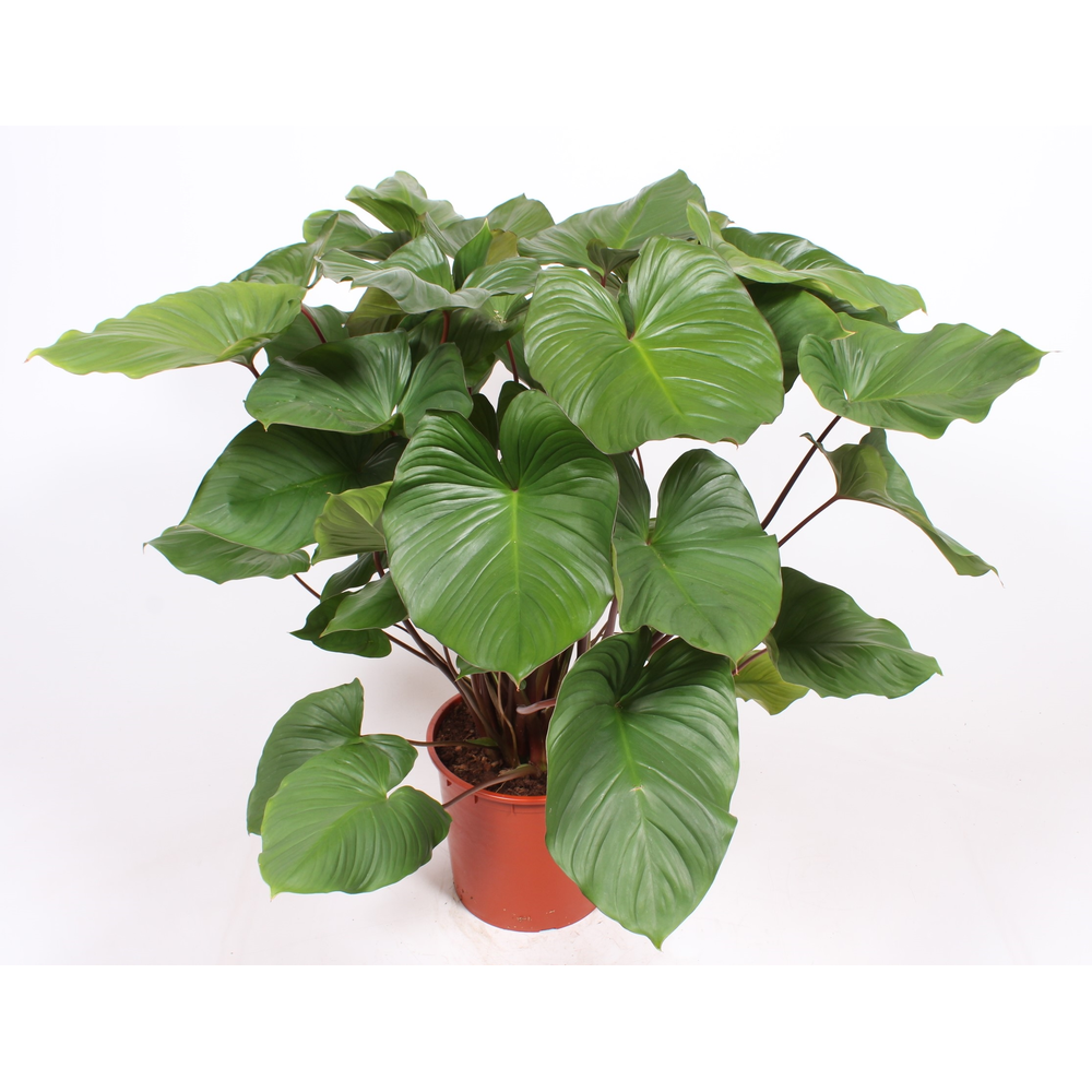 Homalomena rubescens Maggy.