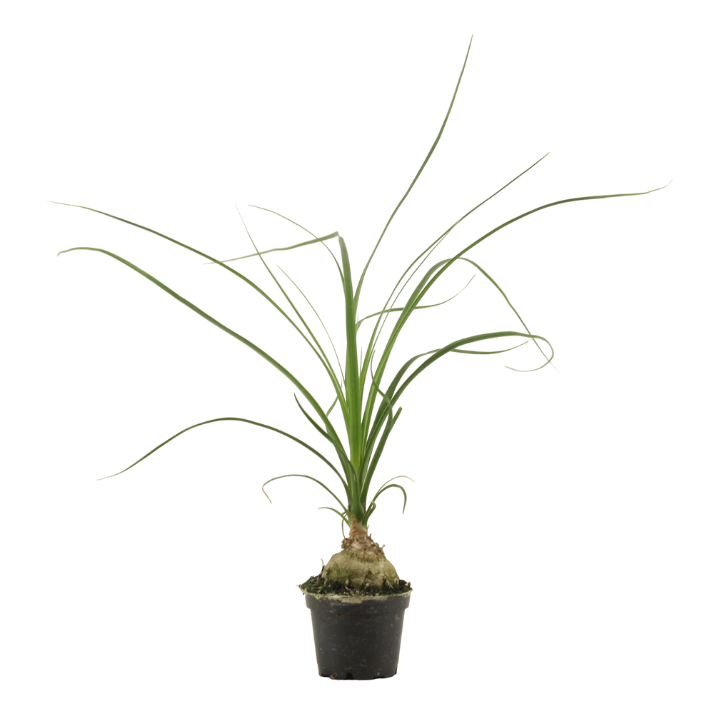 Beaucarnea bol 6 cm (1 kop).