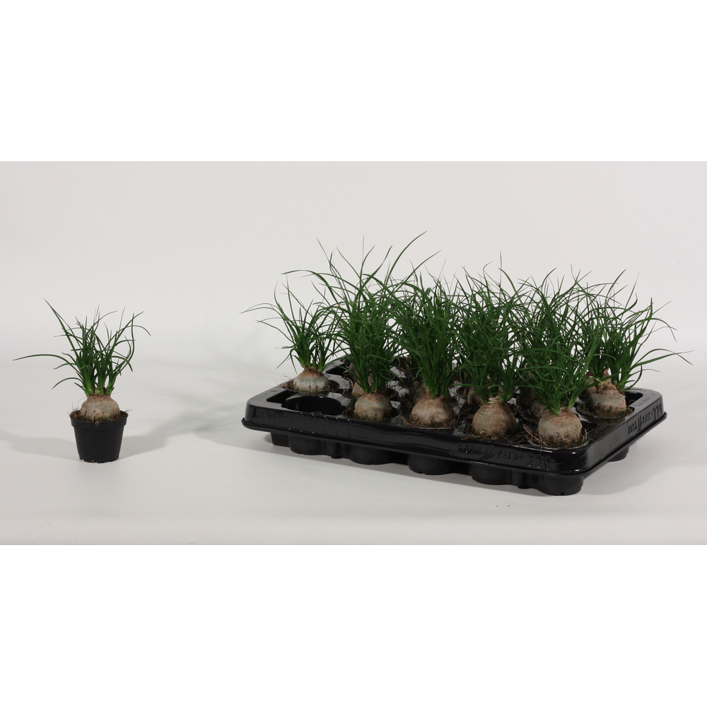 Beaucarnea bol 6 cm.