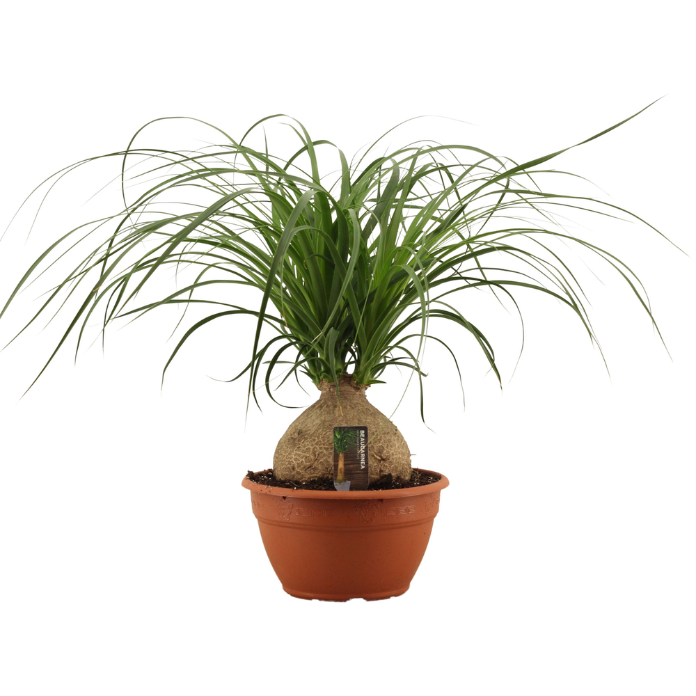 Beaucarnea bol 20 cm.