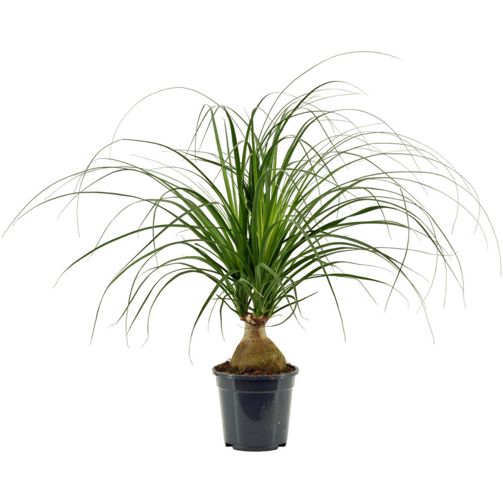 Beaucarnea bol 17 cm.