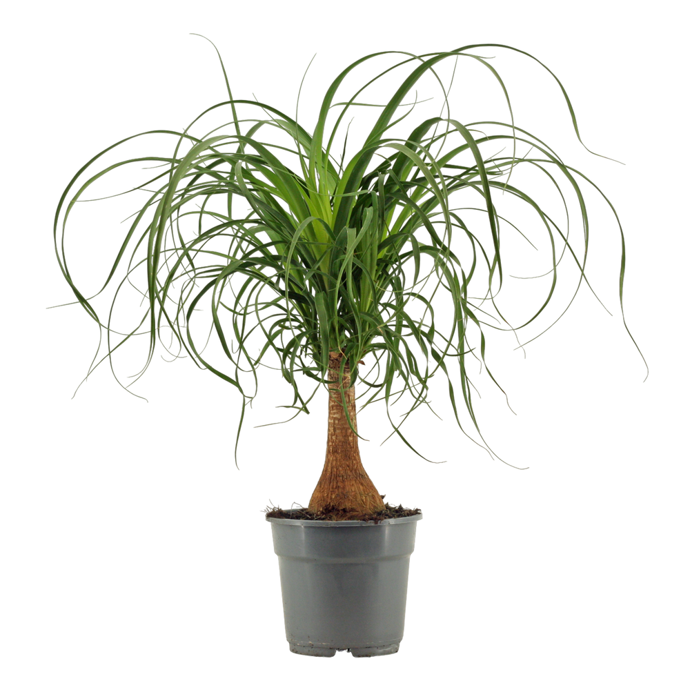 Beaucarnea recht 17 cm.