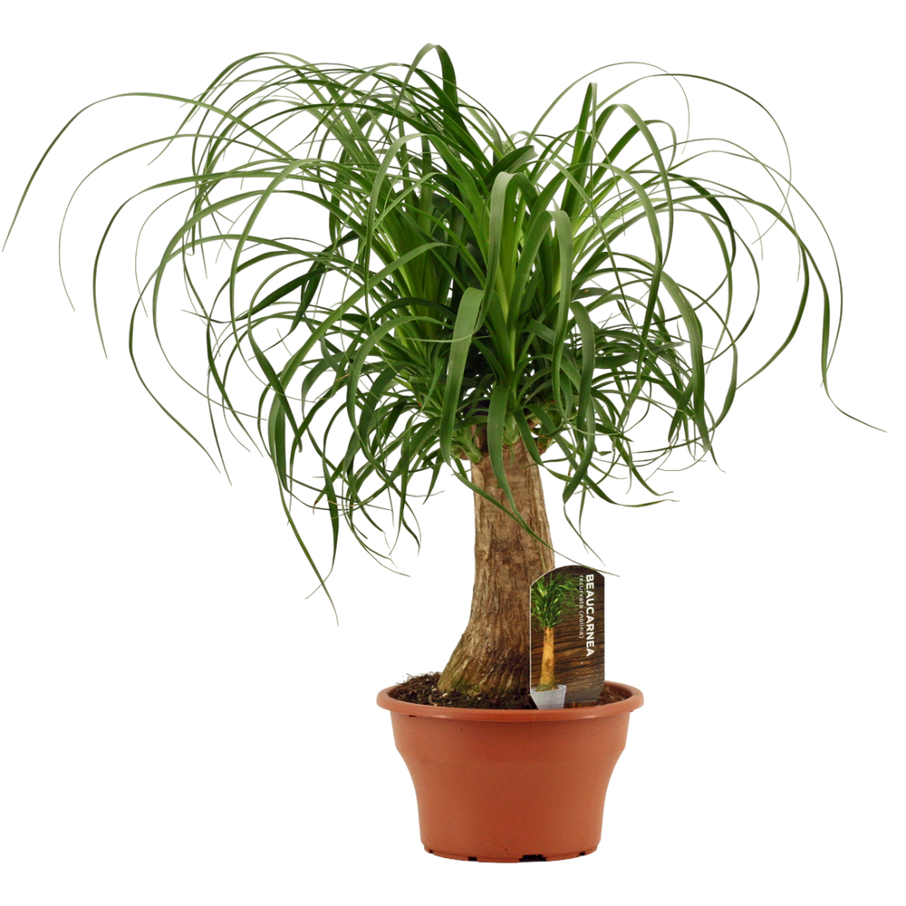 Beaucarnea recht 19 cm schaal.