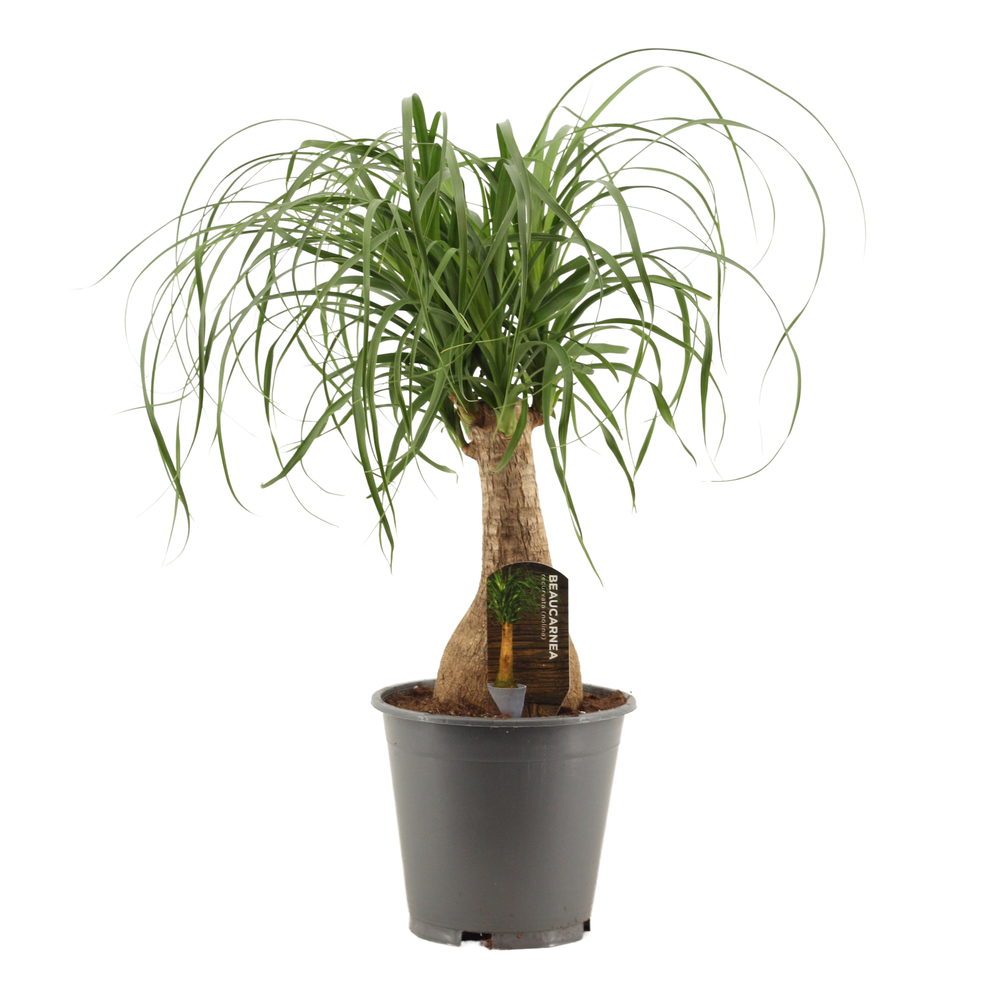 Beaucarnea recht 19 cm containerpot.