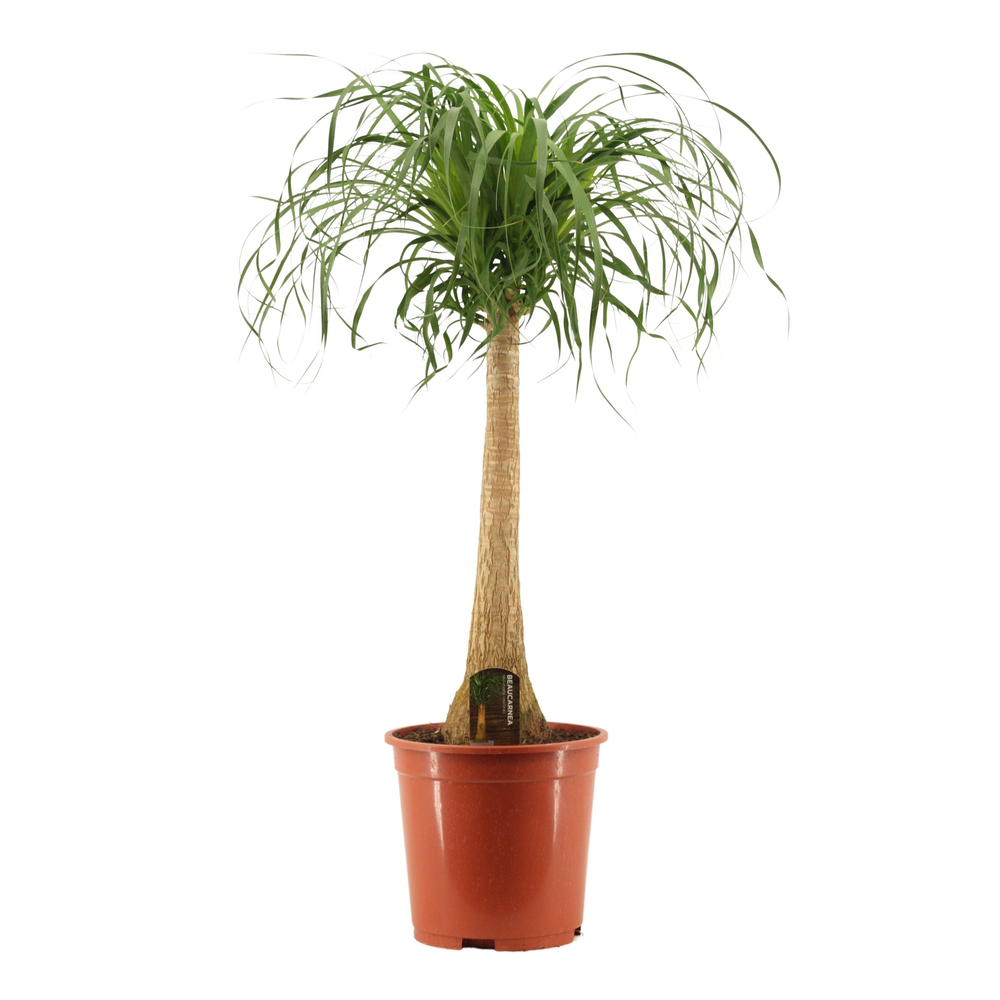 Beaucarnea recht 27 cm.