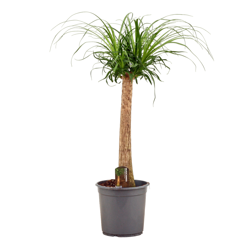 Beaucarnea recht 24 cm.