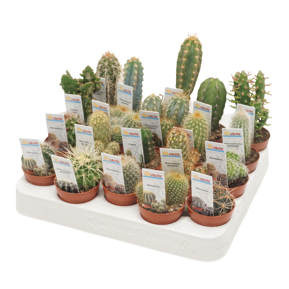 Cactus mix 5,5 cm met foto etiket.