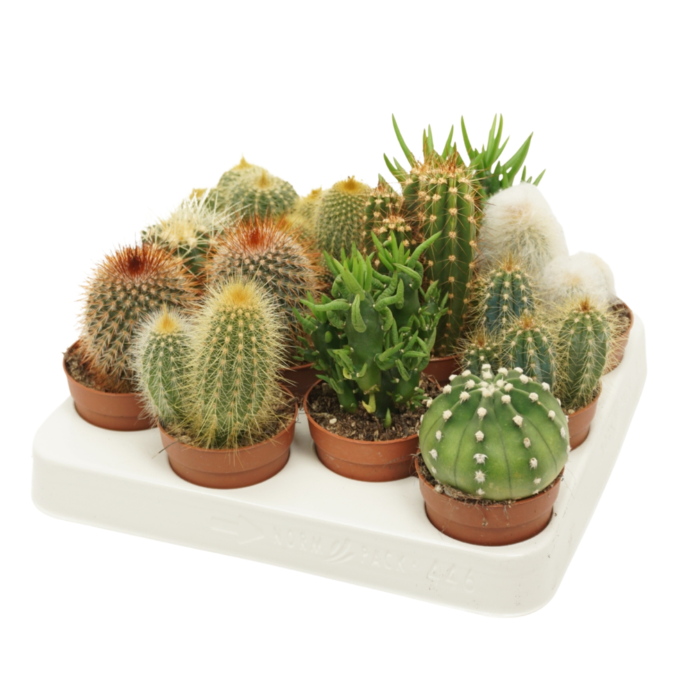 Cactus mix 7 cm.