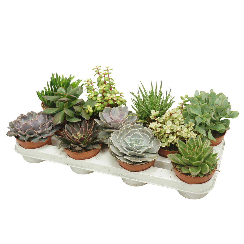 Succulenten mix 10,5 cm.