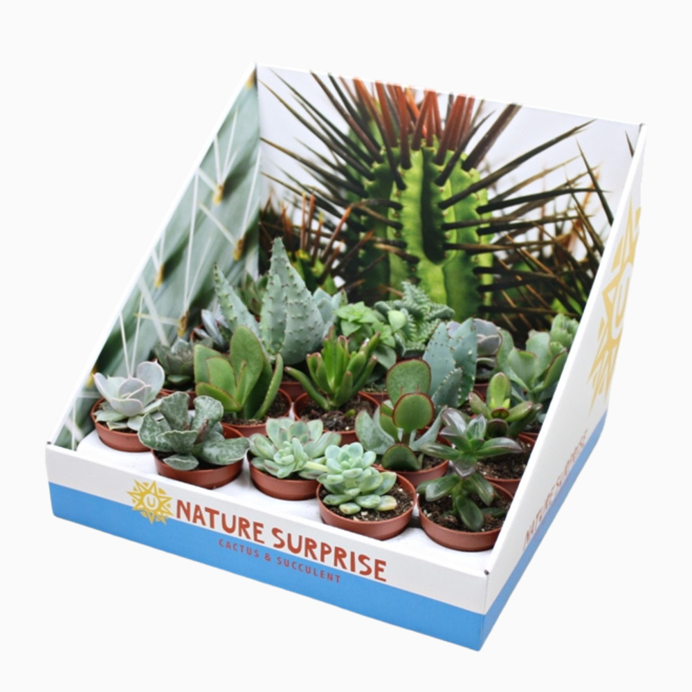 Succulenten mix 5,5 cm in presentatiedoos.