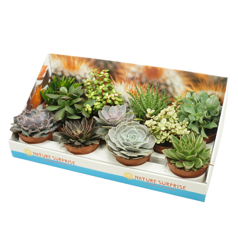 Succulenten mix 10,5 cm in presentatiedoos.